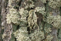 Ramalina fraxinea