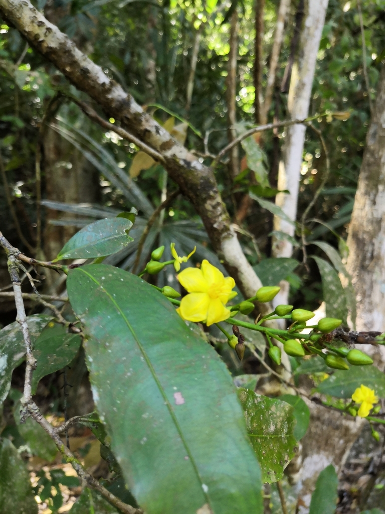 Ouratea jaliscensis