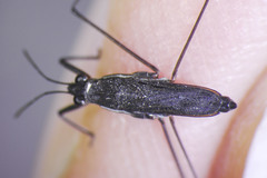 Gerris buenoi