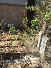 Erythranthe cardinalis