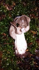 Helvella maculata