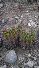Ferocactus flavovirens