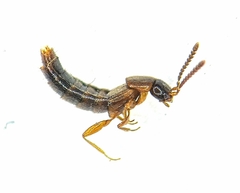 Geostiba circellaris