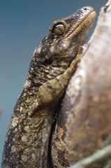 Hoplodactylus duvaucelii