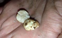 Tuber gibbosum