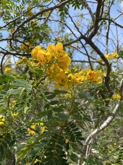 Senna didymobotrya