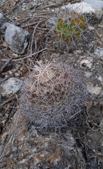 Mammillaria mystax