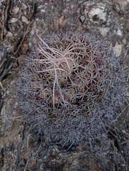 Mammillaria mystax