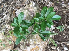 Tabernaemontana alba