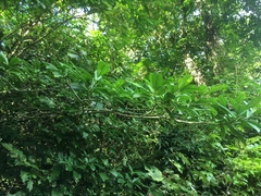 Tabernaemontana alba