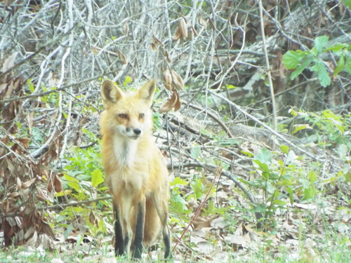 Red Fox photographed in Mississippi
