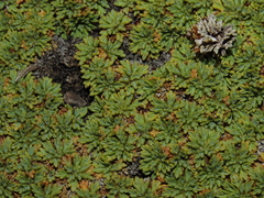 Bolax gummifera