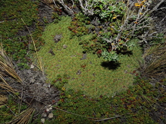 Bolax gummifera