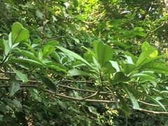 Tabernaemontana alba