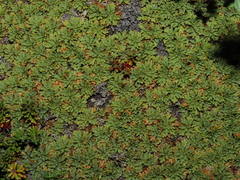 Bolax gummifera