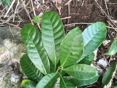 Tabernaemontana alba