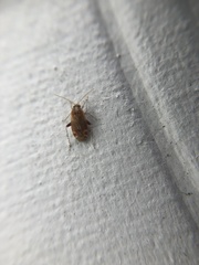 Hamatophylus guttulosus