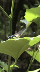 Argia gaumeri