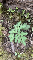 Dicentra canadensis