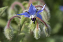Borago officinalis