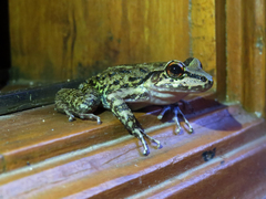 Thoropa miliaris
