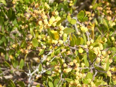 Acacia redolens