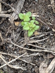 Veronica arvensis