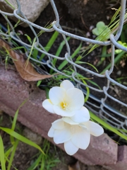 Zephyranthes drummondii