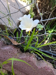 Zephyranthes drummondii