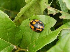 Botanochara angulata
