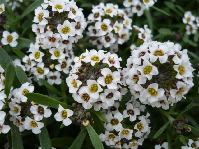 Lobularia
