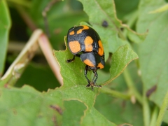 Botanochara angulata