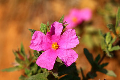 Cistus crispus
