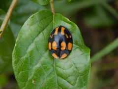 Botanochara angulata
