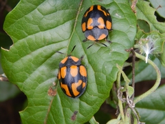 Botanochara angulata