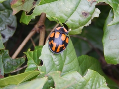 Botanochara angulata