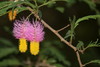Aroma - Photo (c) Ricky Taylor, some rights reserved (CC BY-NC), uploaded by Ricky Taylor