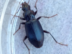 Laemostenus complanatus