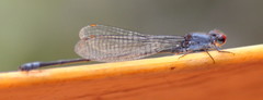 Pseudagrion sublacteum