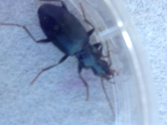 Laemostenus complanatus
