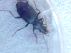 Laemostenus complanatus