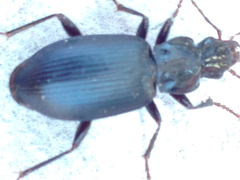 Laemostenus complanatus