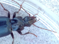 Laemostenus complanatus