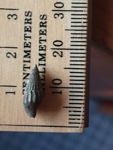 Well-ribbed Dove Snail