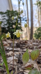 Epimedium × versicolor