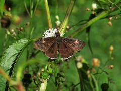 Erynnis funeralis