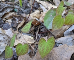 Epimedium × versicolor