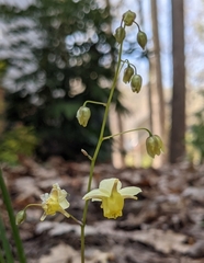 Epimedium × versicolor