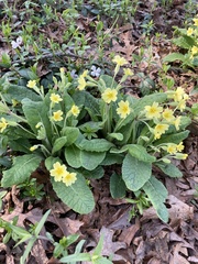 Primula elatior