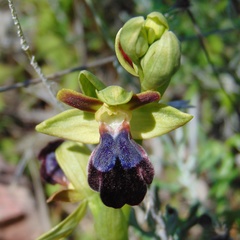 Ophrys fusca iricolor